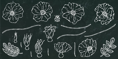 Black Board Background. Watercolor Wild Rose Pink Flower. Dog Rose, Briar Leaf. Botanical Painting. Realistic Hand Drawn Illustration. Savoyar Doodle Style.