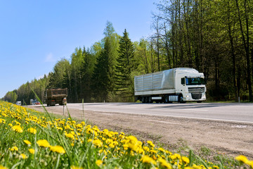 Long truck driving along a road with yellow dandelians growing at roadside
