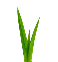 Fresh green Pandan leaves isolated on white background.