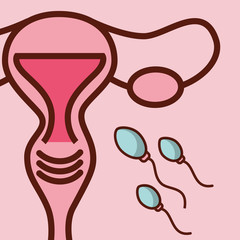 pregnancy fertilization female reproductive spermatozoon vector illustration