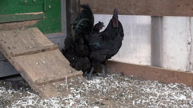 Black hens & rooster  (Ayam Cemani breed) at the farm.