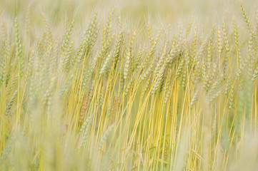In the wheat field