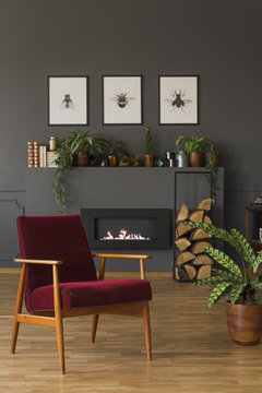 Dark red wooden armchair next to plant in grey living room interior with posters. Real photo