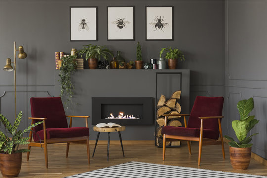 Plants next to dark red wooden armchairs in flat interior with fireplace under posters. Real photo
