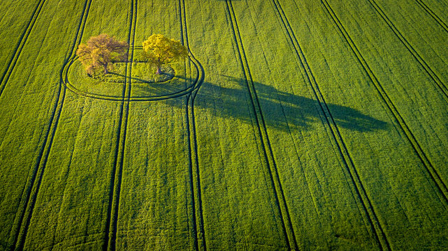 Trees and Shadows in English Countryside 