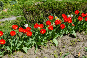 Obraz premium Red tulips on flowerbed in city park
