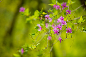 春に咲くミツバツツジ　日本の山林に咲く自生のミツバツツジ　奥武蔵　埼玉