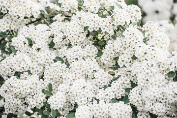 Incredibly luxuriant flowering shrub of snow-white spiraea. white delicate lush branches of white flowers. Selective focus.
