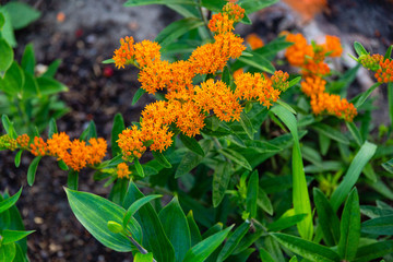wide angle shot of a blooming orange butterfly bush