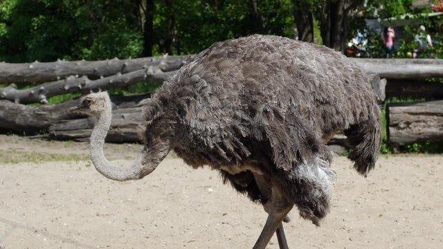 ostrich with a long neck looking for food on the ground inside the zoo on a sunny day in summer