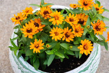 flower pot full of bright yellow flowers