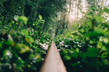 Fototapeta premium Love tunnel created from trees along the railway in Ukraine, Klevan.