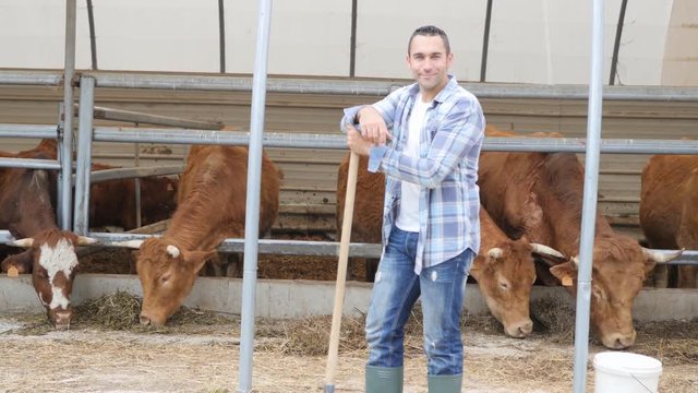 portrait of handsome farmer in livestock small breeding husbandry farming production taking care of charolais cow and cattle