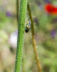 insect on a plant 