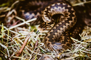 Common European viper
