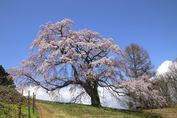 五斗蒔田桜（福島県・郡山市）