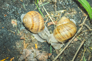 Two common garden snails with shells or houses fighting on the ground, selective focus close up, view from above