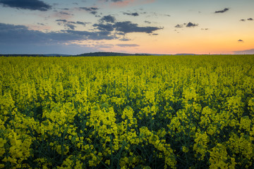 Fototapeta na wymiar Sunset over the field rapeseed in Moravia, Czech Republic