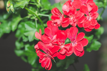 Beautiful red or pink Geranium (pelargonium) flowers in the garden with soft light and green plants as background, close up