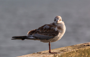 Möwen (Laridae) an der Ostsee. Insel Usedom.