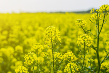 field of mustard in early summer, during flowering period
