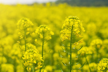 Obraz premium field of mustard in early summer, during flowering period