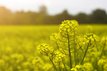 Obraz premium field of mustard in early summer, during flowering period