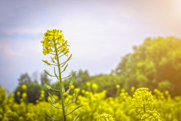 flowers and pods of mustard on the field, against the sky