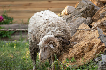 The ram was entangled in the stones