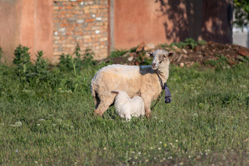 Obraz premium Sheep and lamb stand in the field at sunset of the day