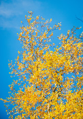 Autumn golden leaves on birch tree crown against bright blue sky. Background
