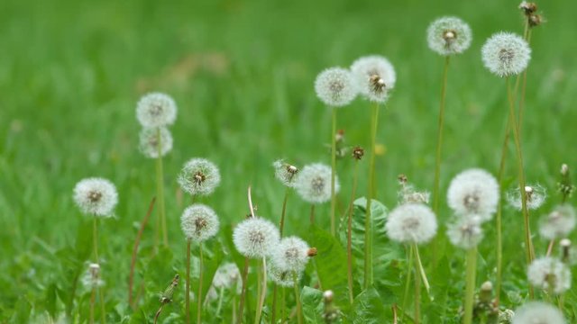 Several dandelions on an overgrown lawn blowing in a breeze with insects flying in the background.