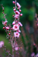 pink flower