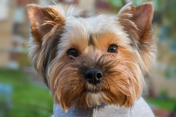 Funny cute shaggy red pet dog, head close-up, on blurred background 
