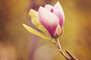Wiosna kwiat magnolii drzewo różowe, piękne