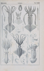 Illustration of animal