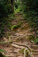 Cameron Highlands Gunung Jasar trekking