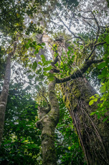 Fototapeta premium trees