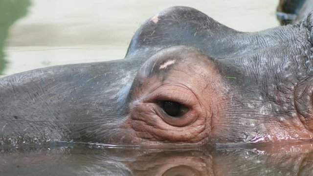 hippo resting in the water