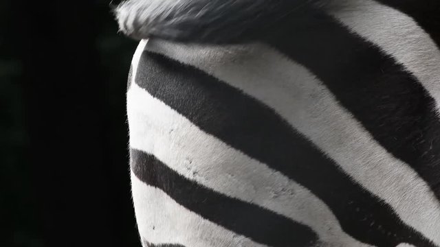zebra waving tail