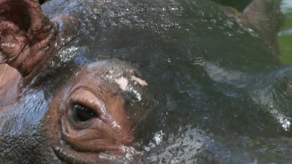 head of a hippopotamus, close-up