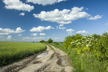 Fototapeta na wymiar Green fields, road with puddles and flowering wild shrubs