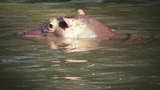 hippo swims in the water