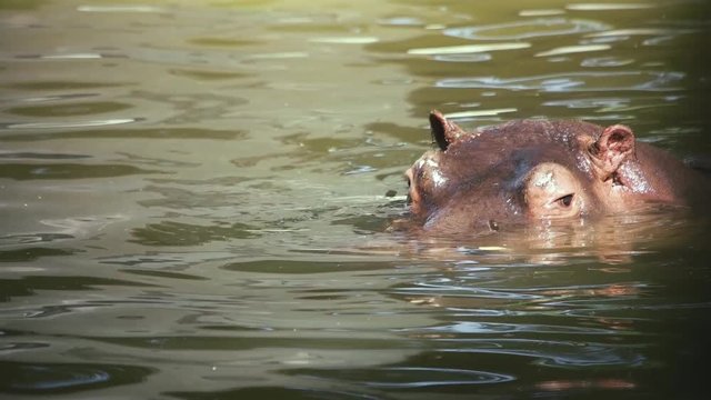 hippopotamus dives under the water