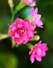 Naklejka premium Pink tenderness