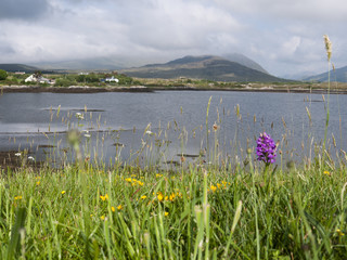 View of a beautiful bay surrounded by mountains, with cloudy skies overhead and wild flowers...