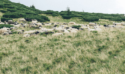 Fototapeta premium Herd of sheep on beautiful mountain meadow