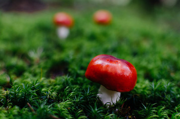 Red Amanita, Poisonous Organism, close up shot