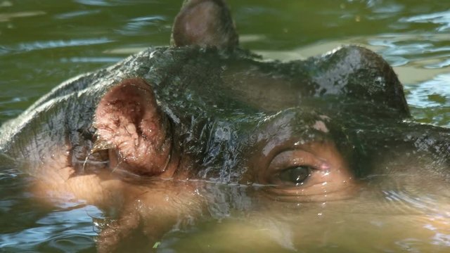 hippo dives under the water
