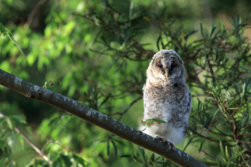 フクロウのヒナ